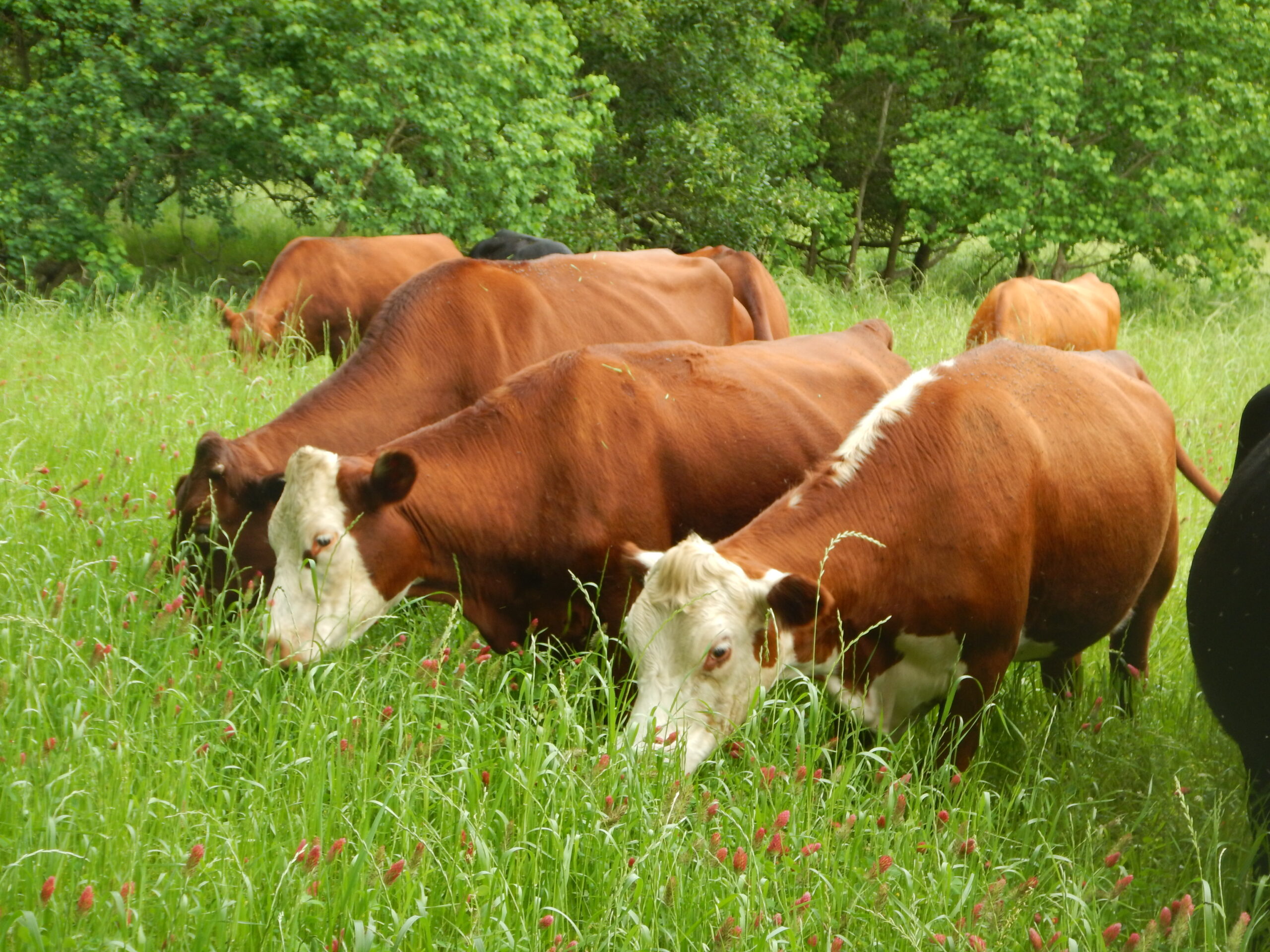 Photo of a group of cattle feeding on natural grass in a pasture on Ayavalla.