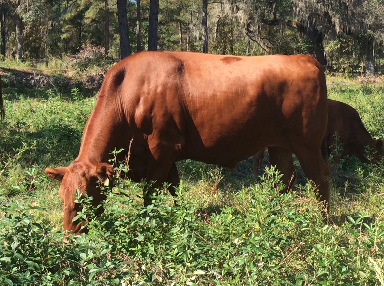 Photo of a brown cow feeding on natural grass in a pasture on Ayavalla.