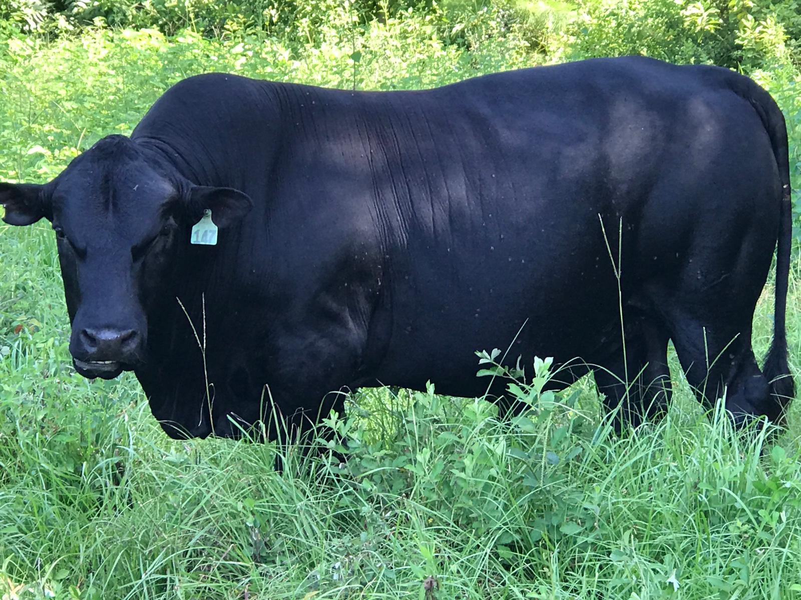 A photo of a full-grown, black Mashona bull.